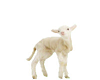 Animals-Lamb 1