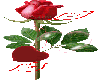 rosa  rossa