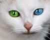 Cat eyes shirt