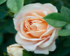 Flower Collumn