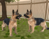 Dogs