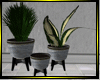 O*Lge Plant trio