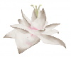 SN  Cream  Lotus Flower