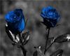 blues rose