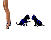 Black/Blue Kittens