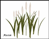 [GA] white reeds Plants