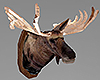 Moose Wall Trophy
