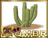 QMBR Cactus Plant