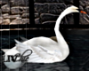 Animated | Swan