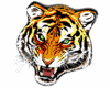 6v3| Tiger PNG