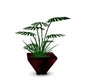 Plant in Plum Pot