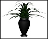 Black Potted Palm