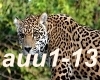 Amuri Amuri