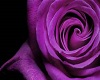 Purple Mist of Roses