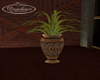 Mocha Limu Vase & Plant