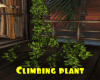 *Climbing Plant