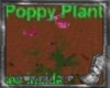 Poppy Plant