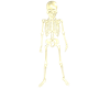 Skeleton Avatar