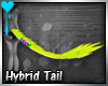 D~Hybrid Tail:Yellow M/F
