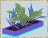 Kawaii Plants