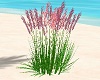 Pink Sea Grass