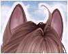 🦴 Fox Ears Cinno