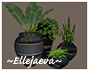 Four Vase & Plants