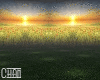 Ambient Sunset Field