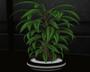 :3 Office Tall Plant