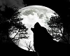 wolf and the moon
