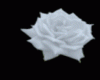 NV White Magic Roses