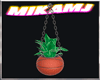 soccer plants