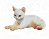 WHITE CAT PETTING