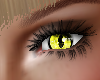 Yellow Kitty eyes2024
