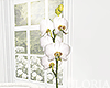 White Potted Orchid