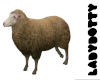 sheep animated