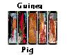 5Pix Frame Of Guinea Pig