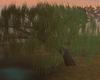 Willow Tree