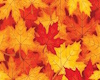 anim feuille automne