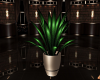 CADENCE POTTED PLANT