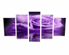 Rose purple picture
