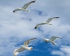 sea gull anime