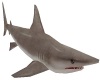 Shark Animated