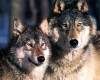 Mated Wolves