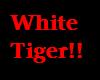 White Tiger Reflection