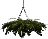 Hanging House Plant