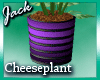 Purple Haze Cheeseplant