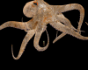 Epic Octopus Dj Light