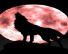Wolf Howling 4U