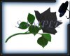 Blk Rose(Trans) 350x250